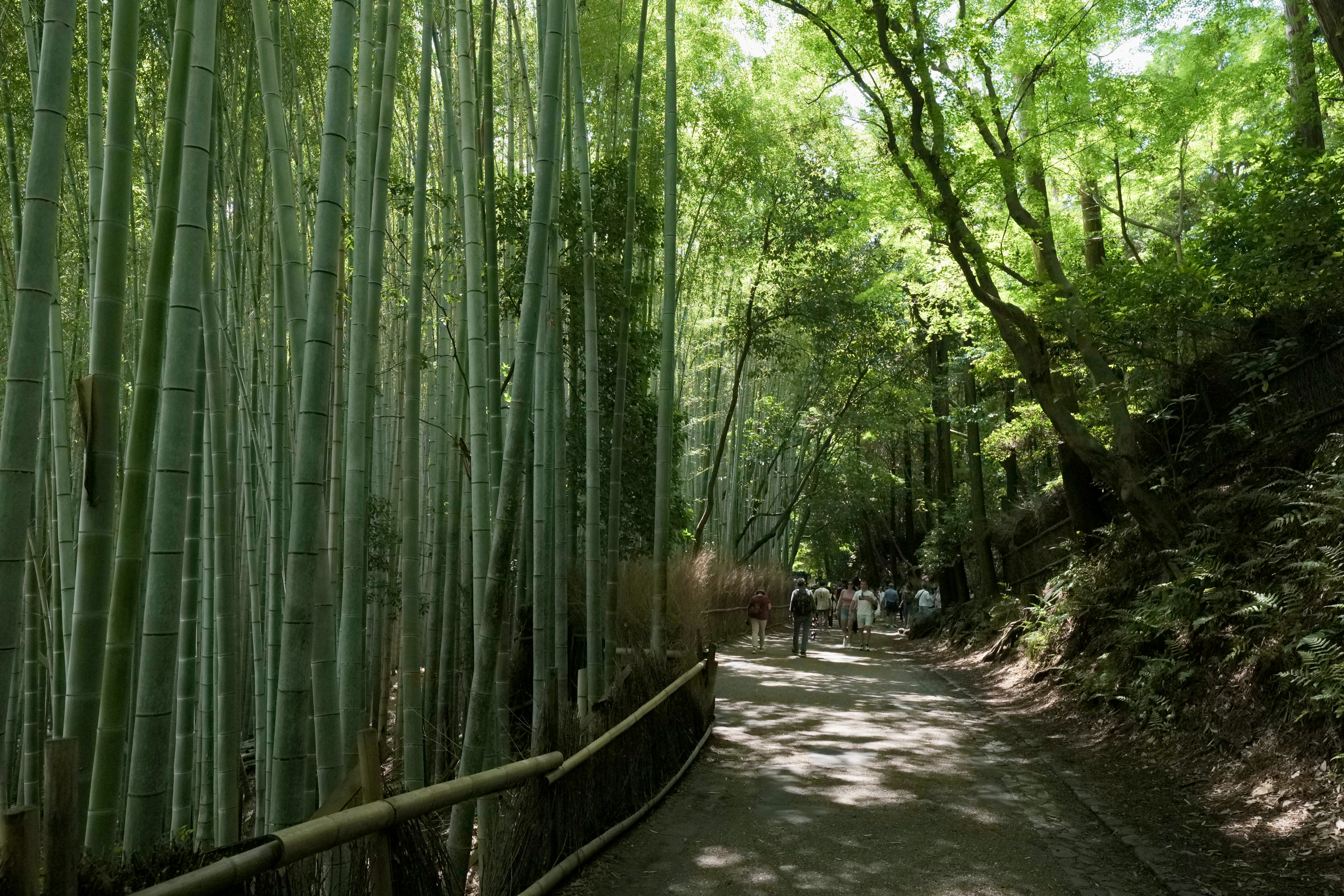 その他 bamboo The Best Way To See the Kyoto Bamboo Forest | Japan Cheapo