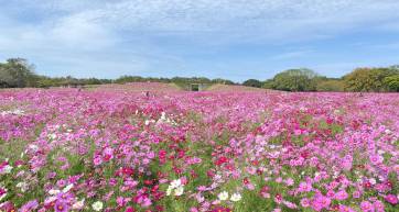 Uminaka Flower Festival