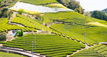Wazuka tea field,kyoto,tourism of japan
