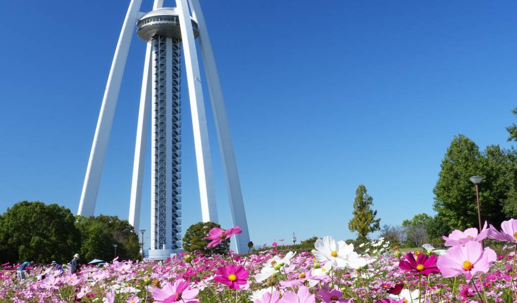 138 Tower Park Autumn Festival