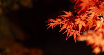 An illuminated red leaves in the light at the traditional garden at night in autumn. High quality photo. Sakyo district Kyoto Japan 11.29.2023
