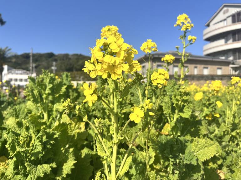 nanohana in jan in atsumi