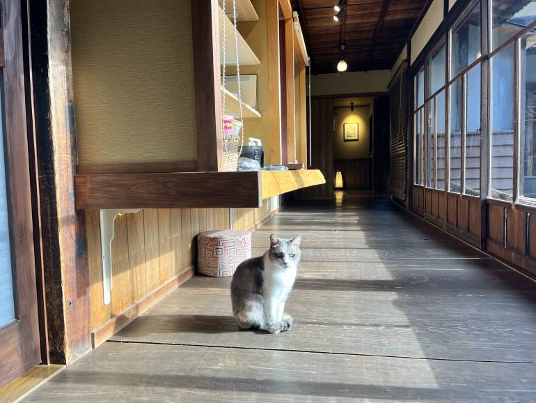 ryokan cat