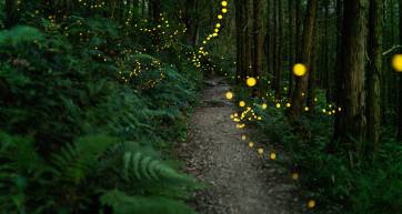 Fireflies glowing in the forest at night in rural Japan