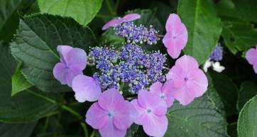 Hydrangea macrophylla, Izu Peninsula, Japan