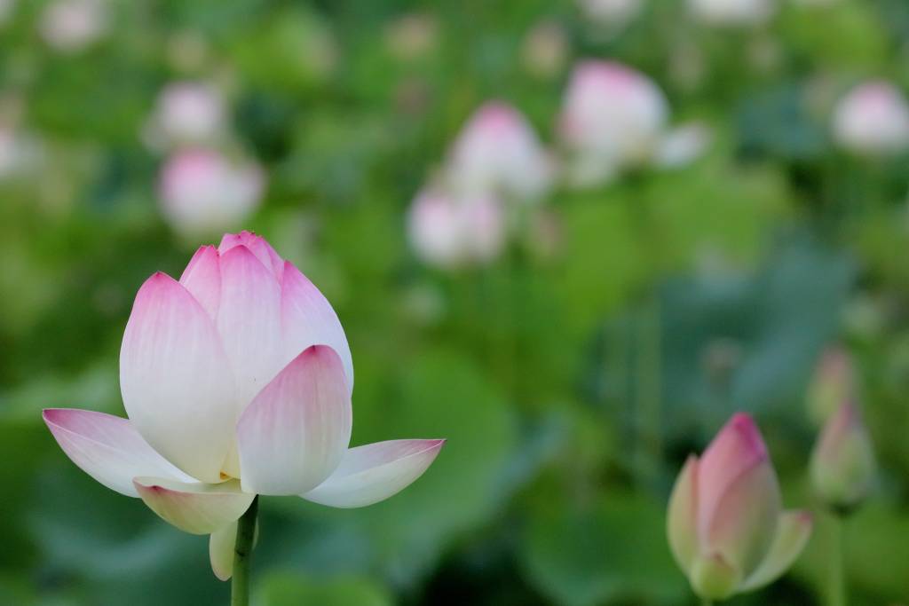 Frog and Lotus Festival, Jul 7–Jul 9, 2027 | Japan Cheapo