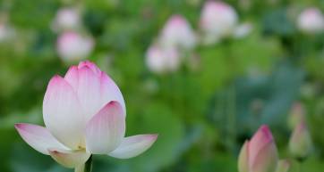 Lotuses in bloom at the site of Fujiwara Palace in Kashihara City, Nara Prefecture, Japan