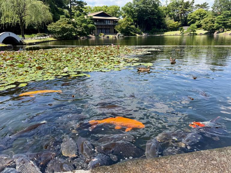 Pond at Tokugawa Garden