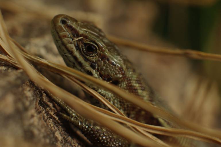 snake_london_wetlands_centre