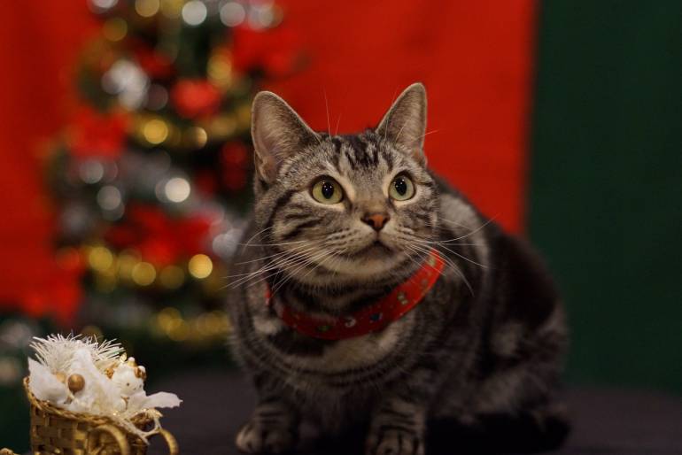 A cat by a Christmas tree