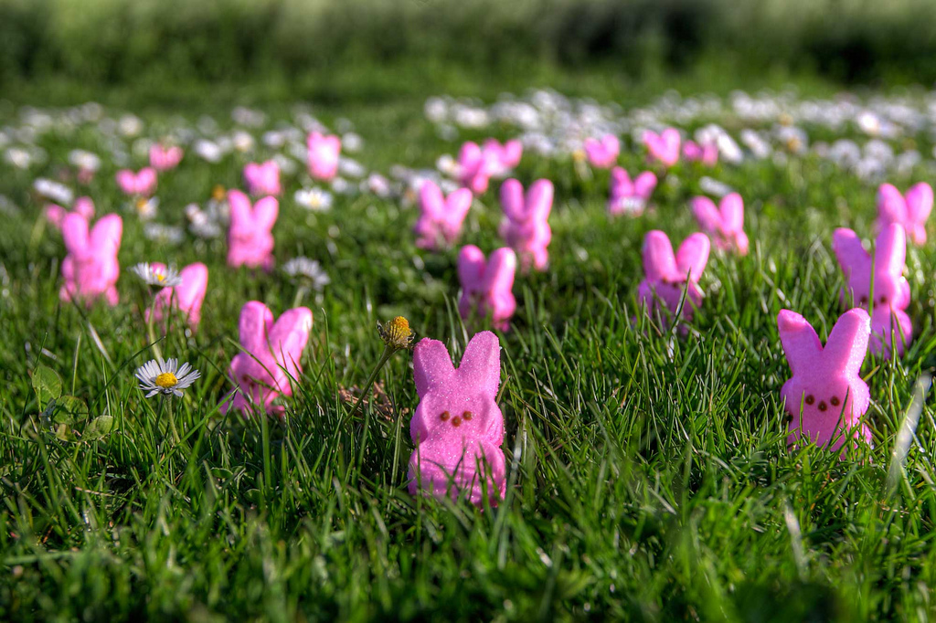 a field full of small chocolate Easter bunnies