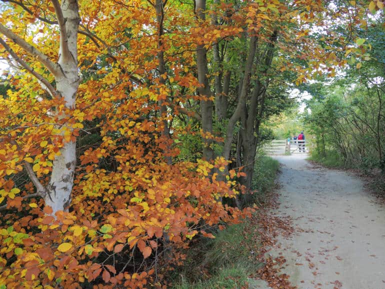 Box Hill Surrey