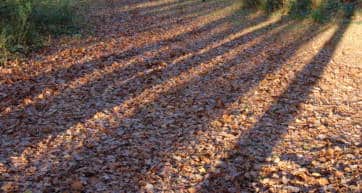 ashridge estate fall day trips from london