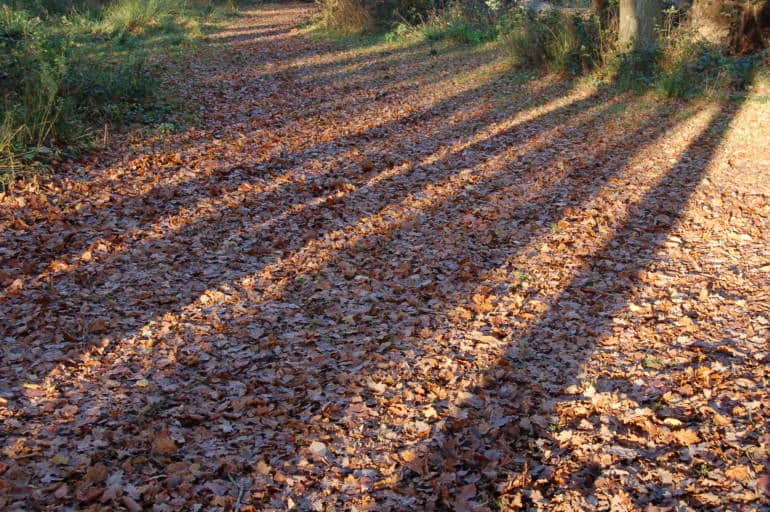 ashridge estate autumn day trips from london