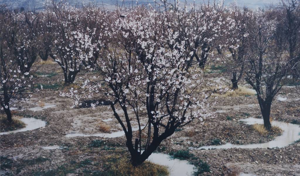 Samuel Laurence Cunnane: Blue Road