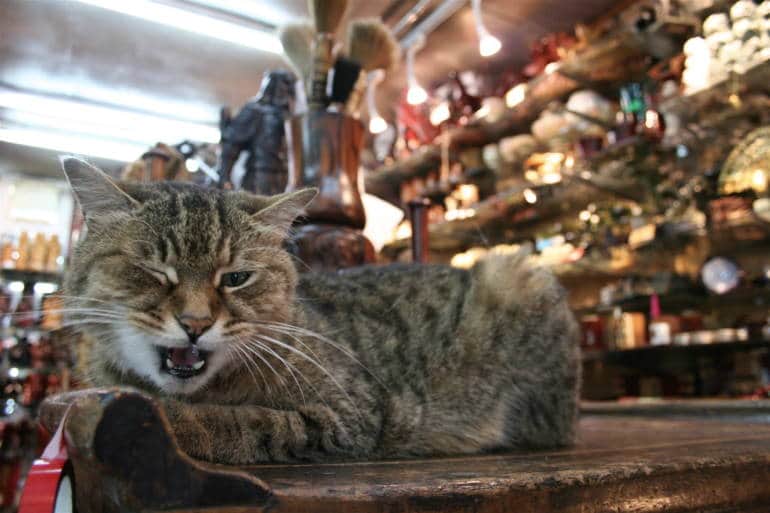 cat street market
