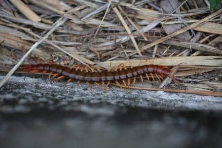 How to Handle Common House Bugs in Hong Kong | Hong Kong Cheapo